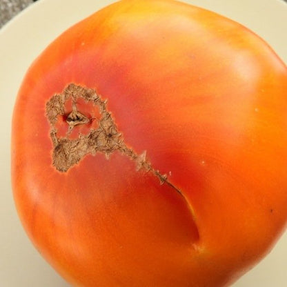 Tomatensamen Pamplemousse du Grand-Père