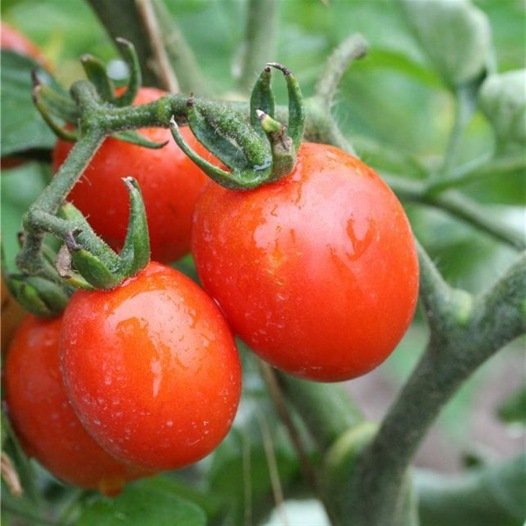 Tomatensamen Prince Borghese