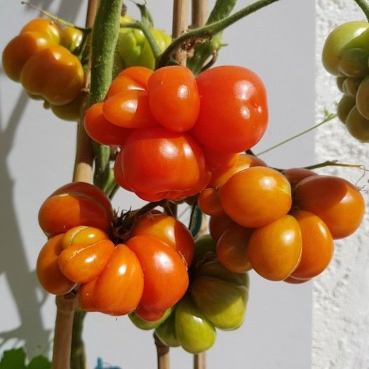 Tomaten-Voyage-Samen